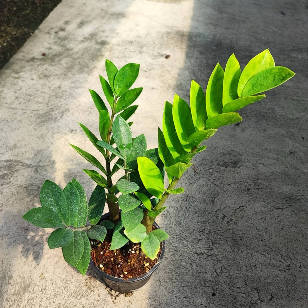 กวักมรกตเขียวในกระถาง 6 นิ้ว / Zamioculcas Zamifolia pot 6