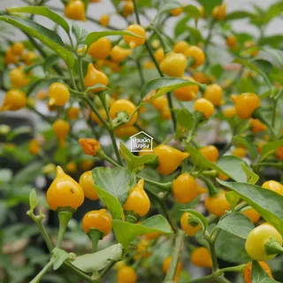 Biquinho Pepper ต้นกล้าพริกไบควินโฮ ในกระถาง3นิ้ว
