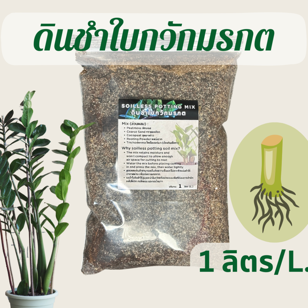 Zamioculcas zamiifolia propagation soil ดินชำต้นกวัก ใบกวักมรกต  เหมาะชำใบตัดสด