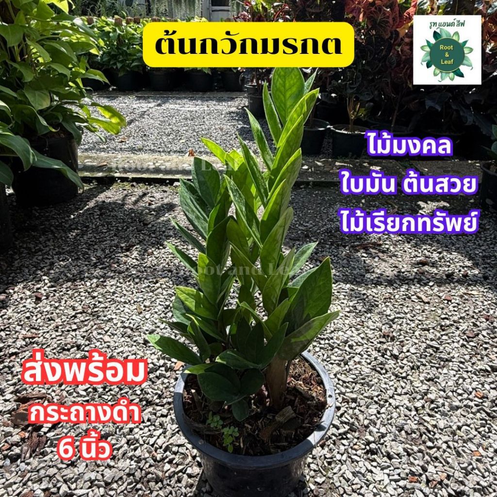 ต้นกวักมรกต ส่งพร้อมกระถางดำ ขนาด 6 นิ้ว ต้นไม้มงคล กวักเงิน กวักทอง กวักโชคลาภ