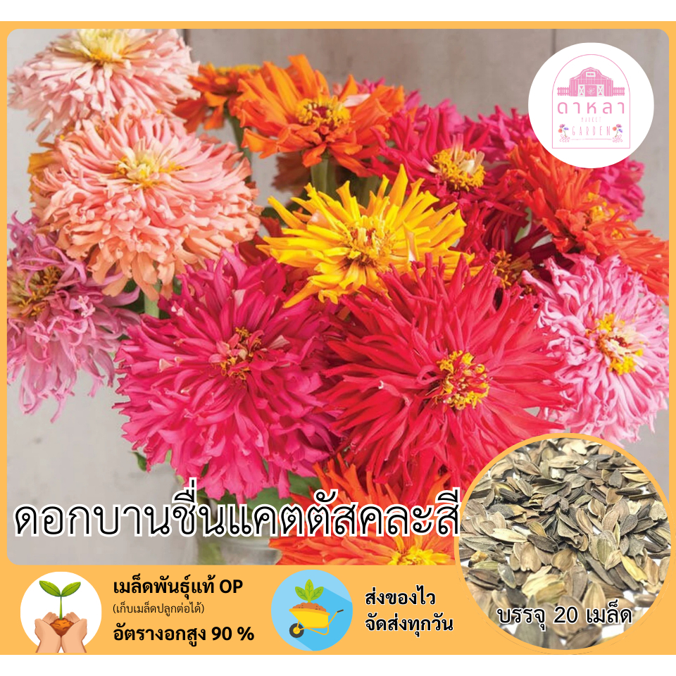 ดอกบานชชื่นแคตตัสคละสี 20 เมล็ด