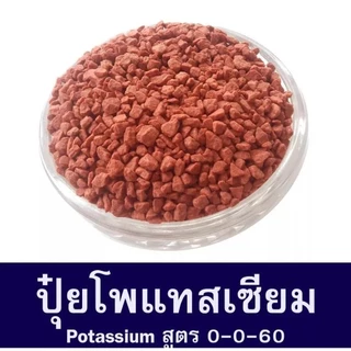 (แบ่งขาย 1 กก.)ปุ๋ยไข่มุก 0-0-60 (เม็ดแดง) สร้างแป้ง เร่งผล ขยายผล เพิ่มความหวาน