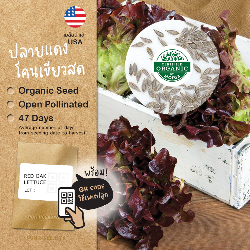 เมล็ดผักนำเข้า เรดโอ๊ค Red Oak (Organic Seed) Rouxai Oakleaf สีสวย พันธุ์นิยม Lettuce Salad ผักสลัด