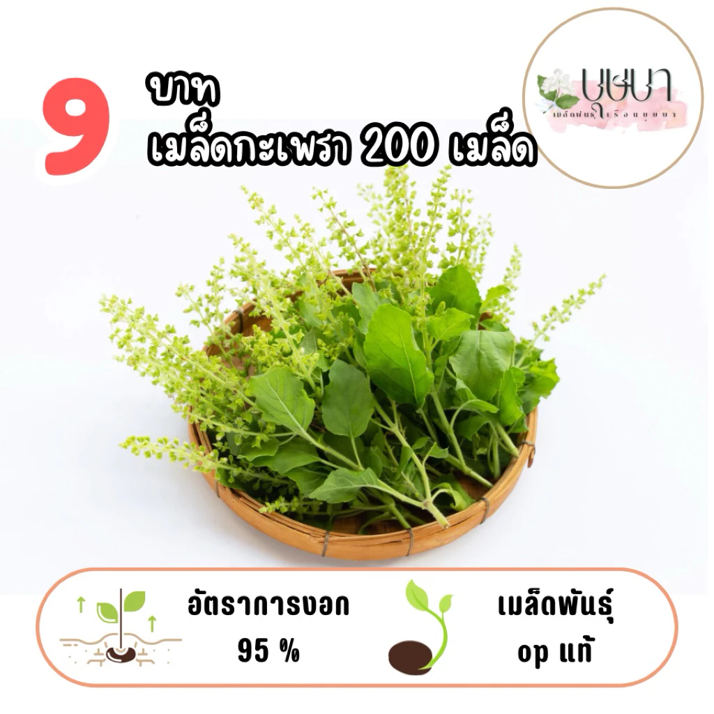 เมล็ดกะเพราเขียว 9บาท 200เมล็ด