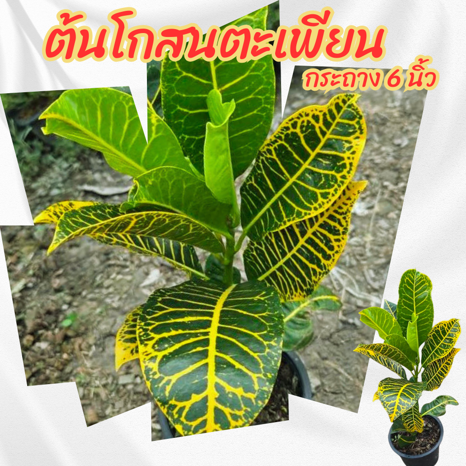 ต้นโกสนใบตะเพียน กระถาง 6 นิ้ว(ส่งพร้อมกระถาง)ไม้จัดสวน – โปรปัง