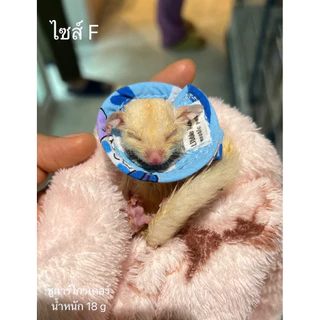 คอลล่าชูการ์ ปลอกคอกันเลียชูการ์ กระรอก แฮมเตอร์ งานไทยพร้อมส่ง