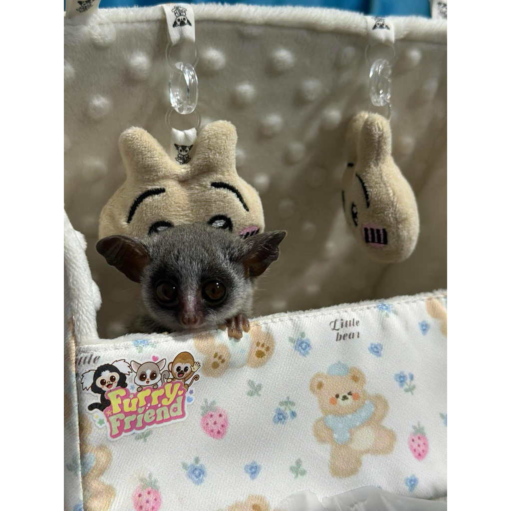 บ้านนอน Sleepy Nest ตุ๊กตาคละแบบ สำหรับบุชเบบี้ ชูการ์ไกรเดอร์ สัตว์เลี้ยงขนาดเล็ก