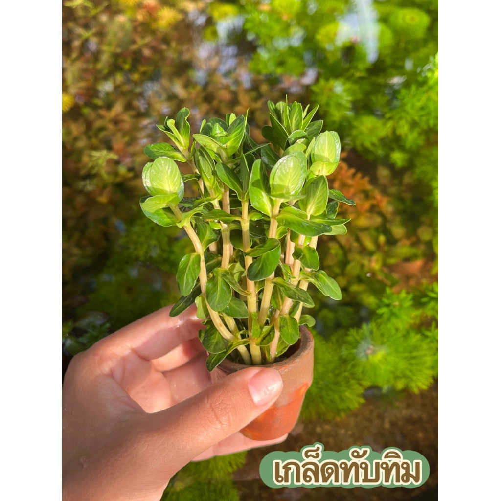 เกล็ดทับทิมพร้อมกระถาง