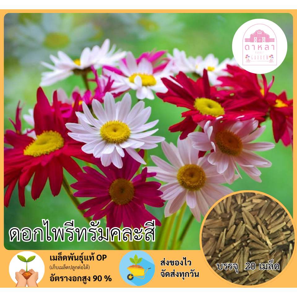 ดอกไพรีทรัมคละสี 20 เมล็ด