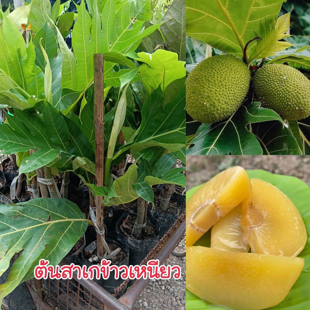 ต้นสาเกพันธุ์ข้าวเหนียว (กิ่งตอน) พันธุ์แท้ 100%