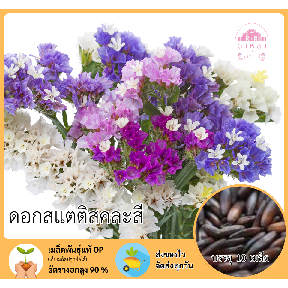 ดอกสแตติสคละสี 10 เมล็ด