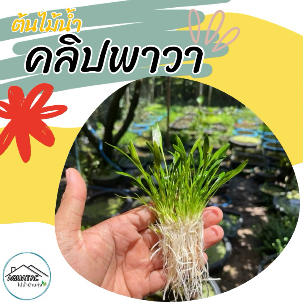 ต้นไม้น้ำคลิปพาวาCryptocoryne Parva (ใบบกปักลงน้ำได้)