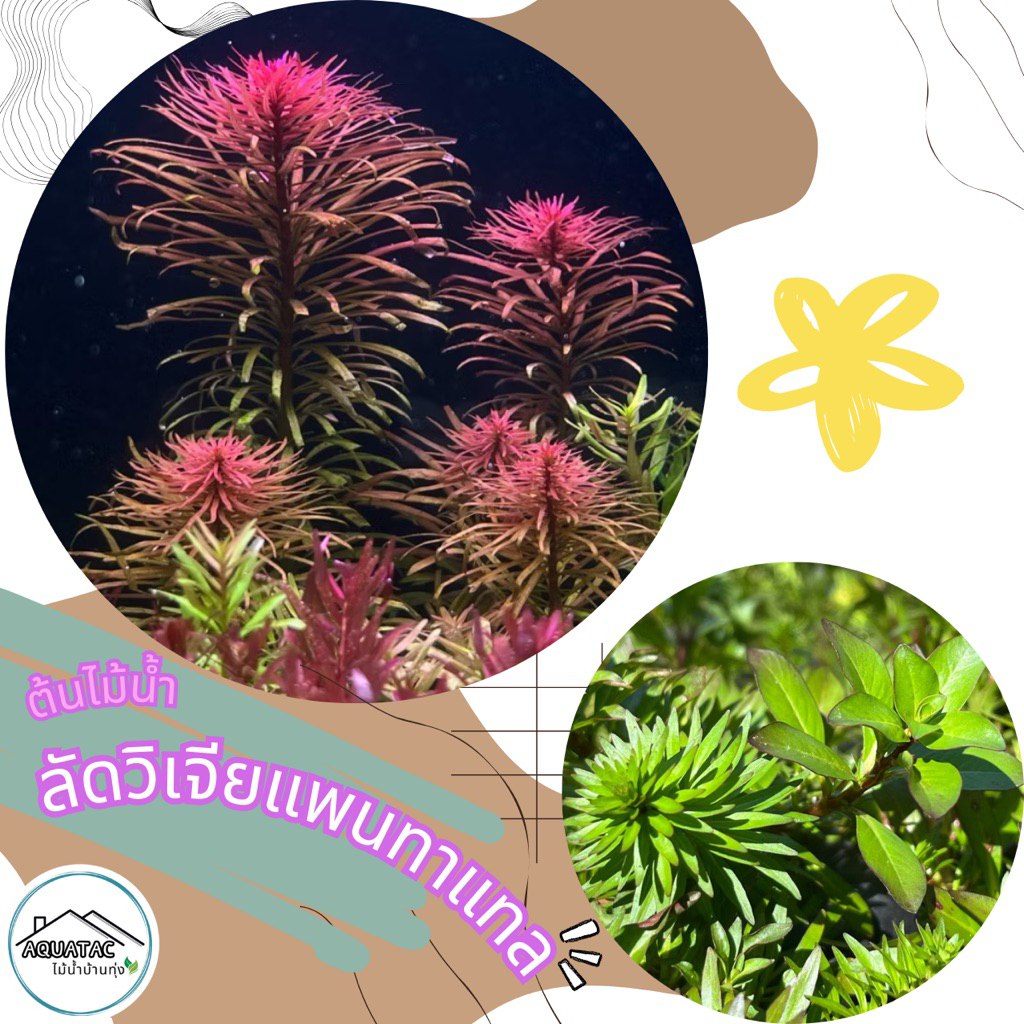 ต้นไม้น้ำ ลัดวิเจีย แพนทาแนล Ludwigia inclinata var. verticillata "Pantanal"