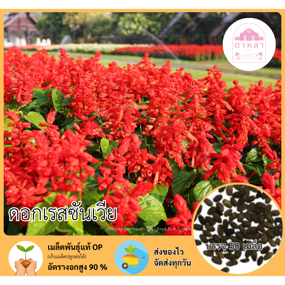 ดอกเรสซันเวีย 50 เมล็ด