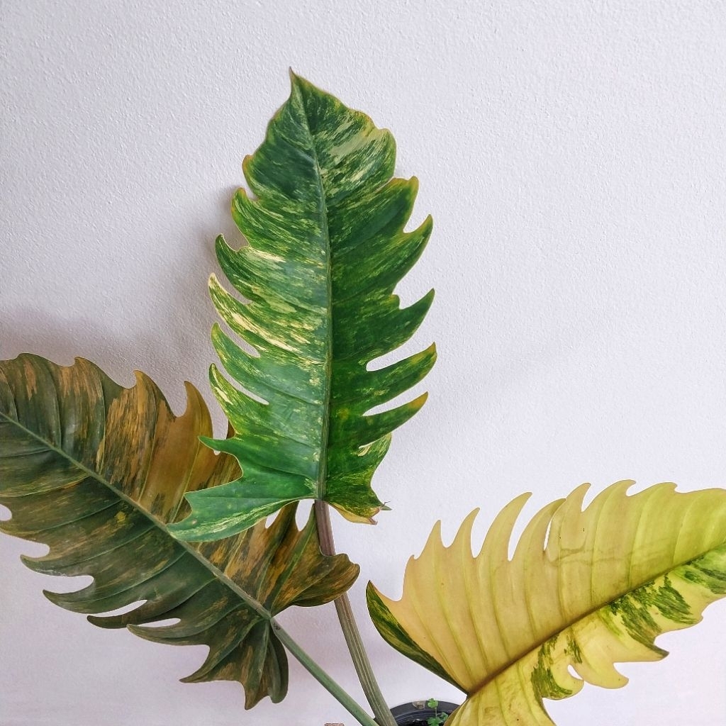 ฟิโลเดนดรอน พิณนาคด่าง philodendron caramel mable V. เลือกต้นได้ ได้ต้นตามภาพ