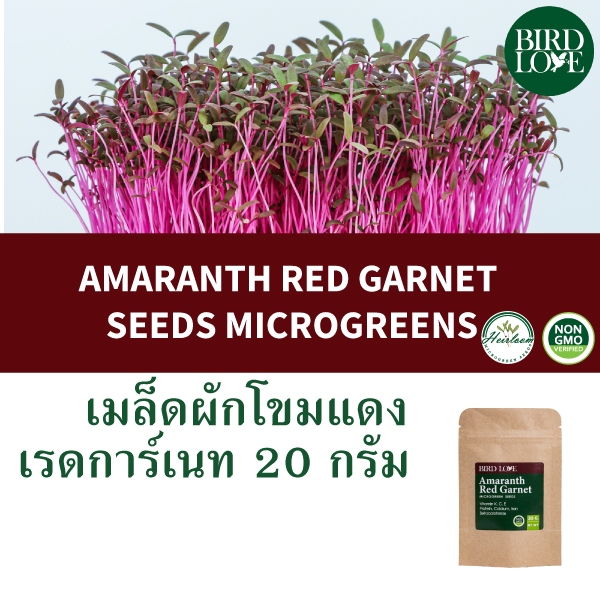เมล็ดไมโครกรีนผักโขมสีแดงเรดการ์เนทออร์แกนิค 20 กรัม Amaranth Red Garnet Microgreens organic seeds 20 g.