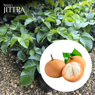 จิตตรา ต้นพันธุ์กระท้อนปุยฝ้าย ติดตาสูง 60-80 ซม. โตไวให้ผลเ…