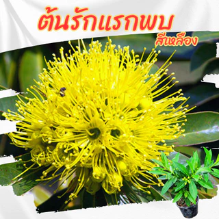 ต้นรักแรกพบ รักแรกพบดอกสีเหลืองไม้ดอกทนแดด ออกดอกทั้งปี ขนาดกระถาง 6 นิ้ว