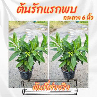 ต้นรักแรกพบ รักแรกพบดอกสีเหลืองไม้ดอกทนแดด ออกดอกทั้งปี ขนาดกระถาง 6 นิ้ว