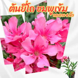 ต้นยี่โถสีชมพู ชมพูเข้ม ไม้ดอกทนแดด ออกดอกทั้งปี ขนาดกระถาง 6 นิ้ว