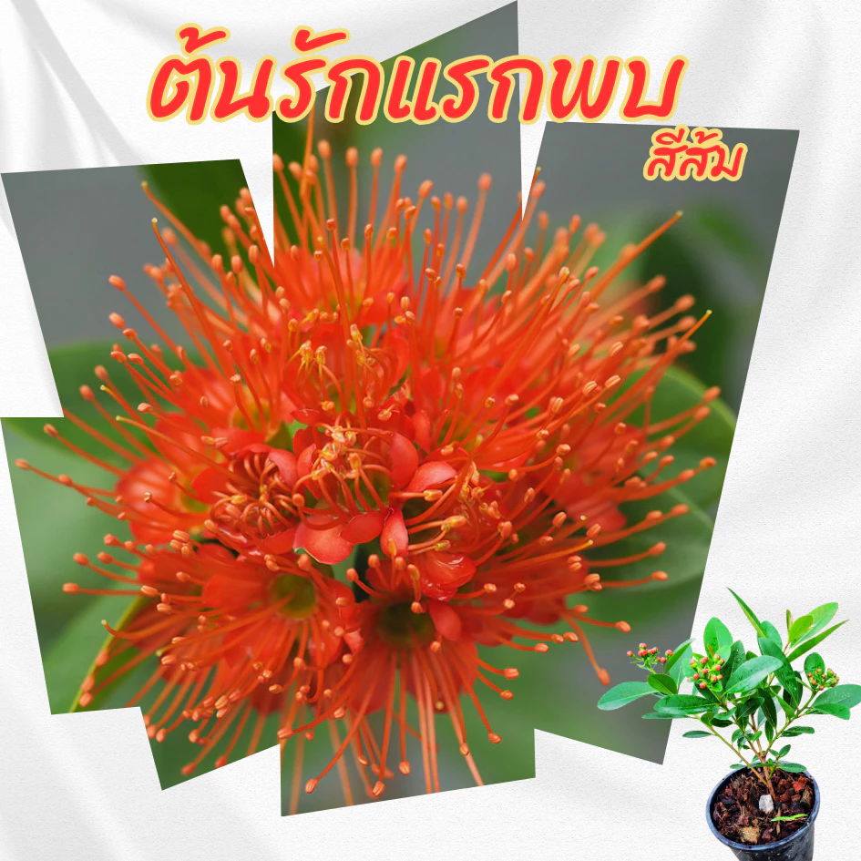ต้น รักแรกพบ สีส้ม กระถาง 6 นิ้ว (ขั้นต่ำ 2 ต้น )