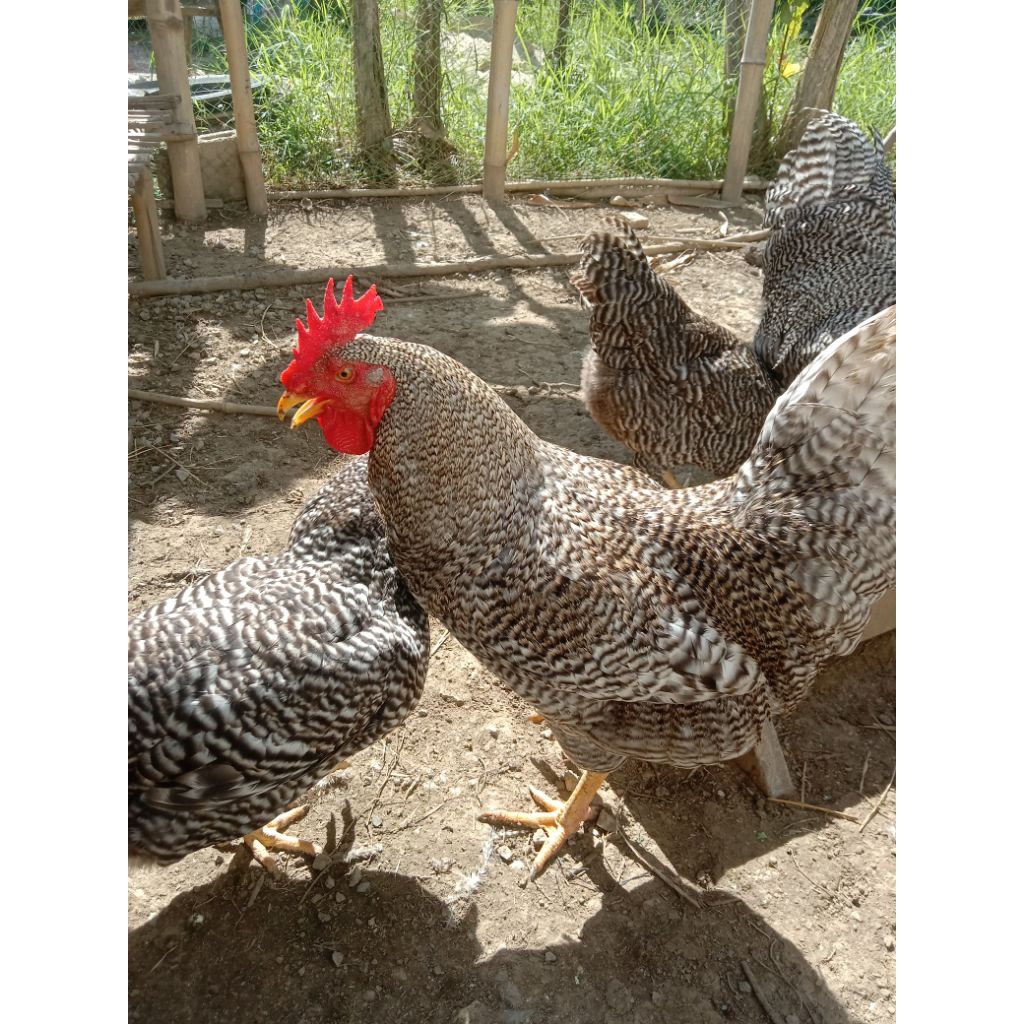 เชื้อไข่ไก่บาพลีมัทร็อค 1 แพ็ค( 6 แถม 1 รวม 7 ฟอง)