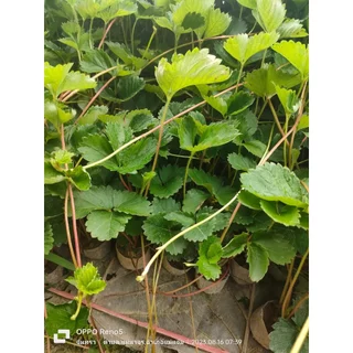 ต้นกล้าสตรอเบอร์พันธุ์80 ต้นสวยแข็งแรง/พร้อมส่ง