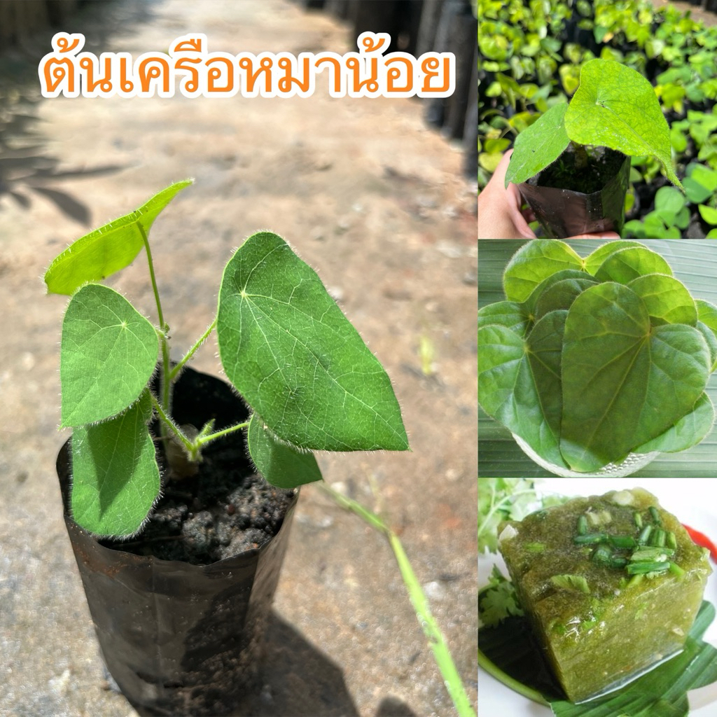 ต้นเครือหมาน้อย ทำวุ้น 1ชุด4ต้น80บาท
