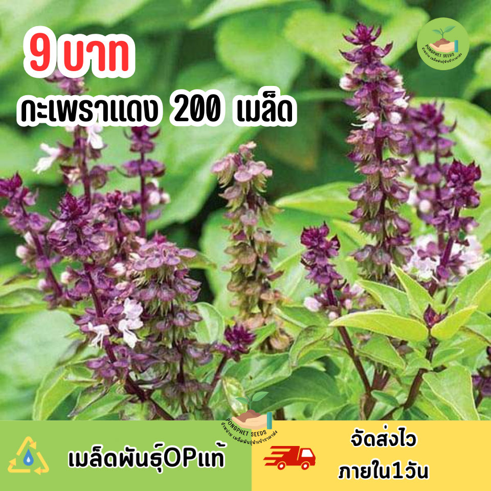 พิเศษ9บาท เมล็ดพันธุ์กะเพราแดง 200 เมล็ด
