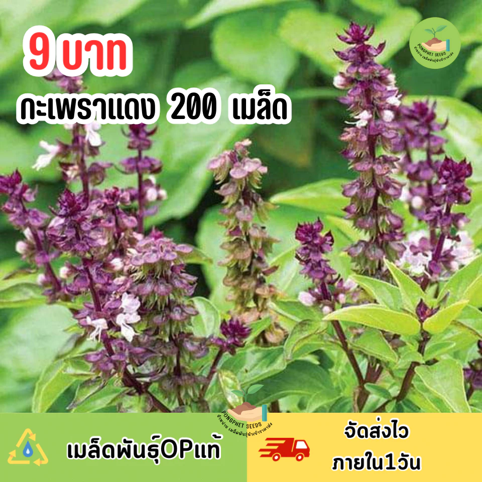 พิเศษ9บาท เมล็ดพันธุ์กะเพราแดง 200 เมล็ด