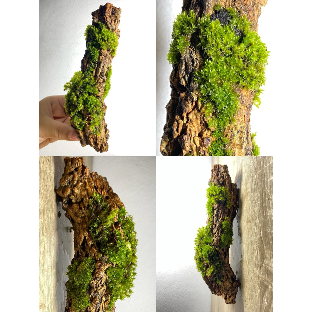 เปลือกไม้ติดมอส โพรงไม้ธรรมชาติ ของตกแต่งตู้ isopod กิ้งกือ แมงมุม กิ้งก่า ของตกแต่งตู้สัตว์เลี้ยง Exotic Terrarium - รูปที่ 2
