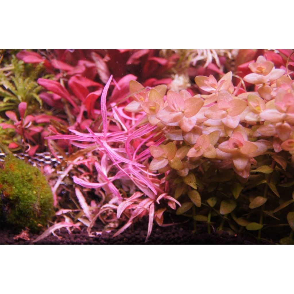 บาโคป้าแดง (Bacopa colorata) ตัวแรร์ ขายชุดละ 3 กิ่ง - รูปที่ 2