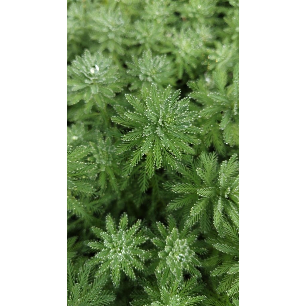 สาหร่ายแก้ว 🌱✨เซ็ท10กิ่ง