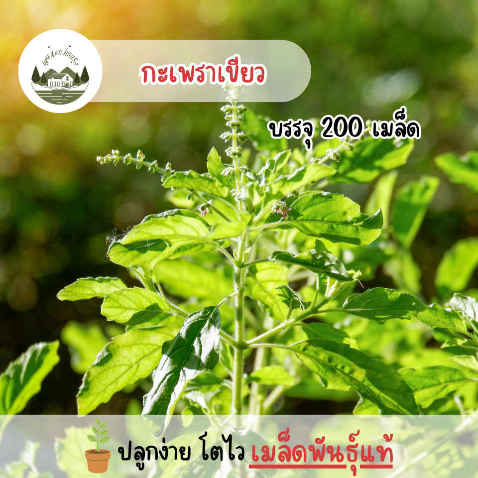 เมล็ดพันธุ์กะเพราเขียว 200 เมล็ด