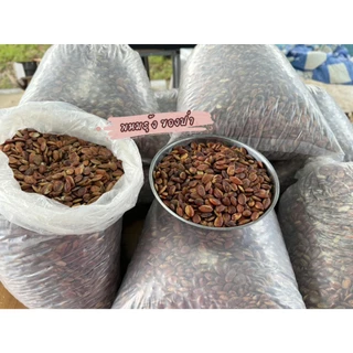เม็ดกระบก เกรดพรีเมียม คัดเกรด มีแบบดิบและแบบคั่วสุก หอม มัน กรอบ อร่อย