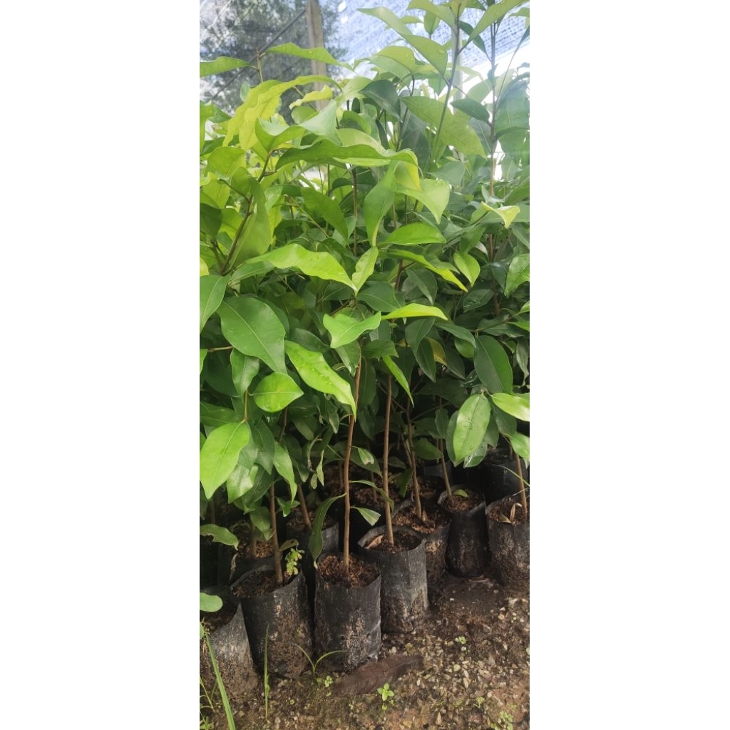 ต้นพิกุล/เเบบเพาะเมล็ด/ไซส์ไหญ่2ภุง90บาท
