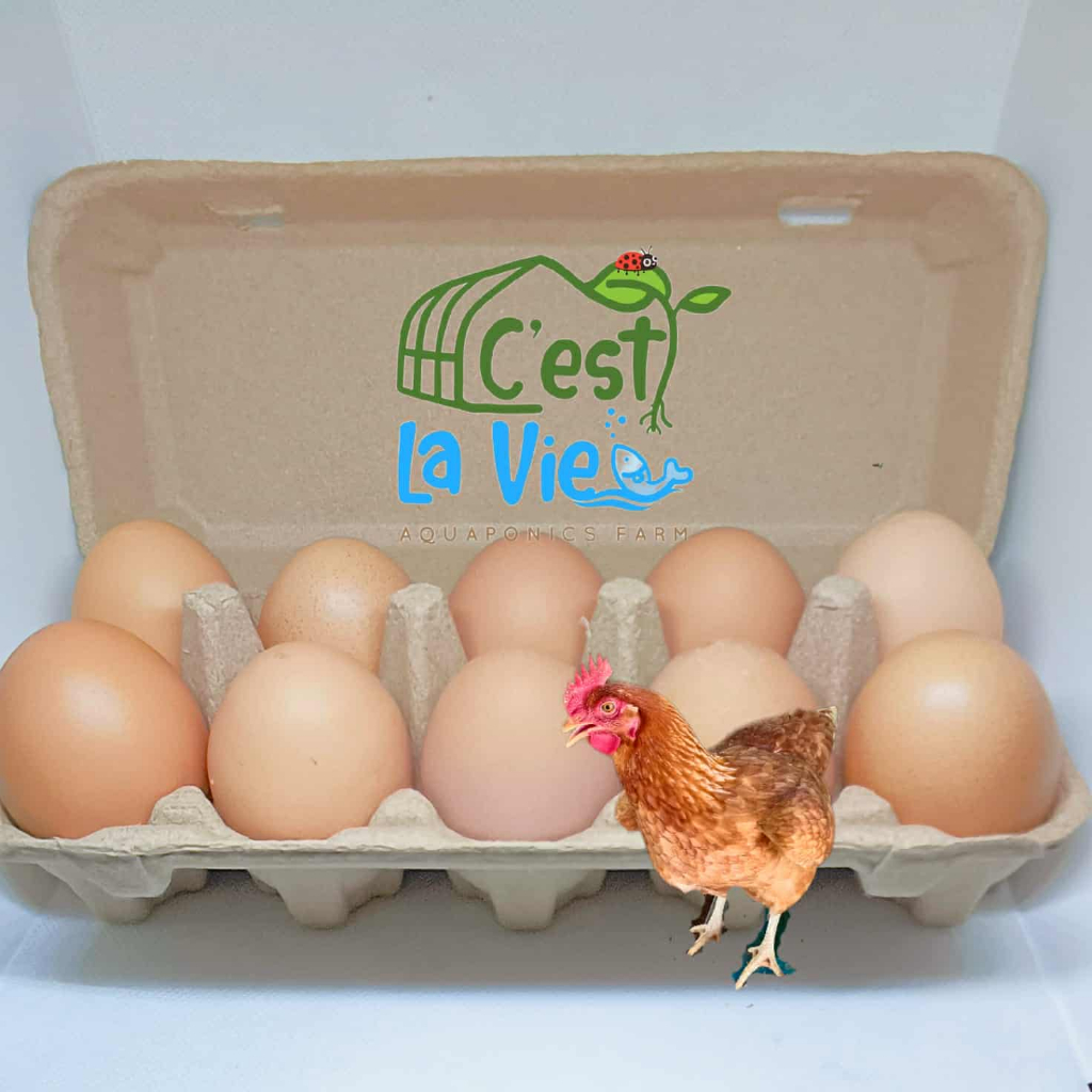 ไข่ไก่ปล่อยอิสระ Free Range Eggs ปลอดสาร สดใหม่จากฟาร์ม อร่อยไข่แดงมันนัว (10 ฟอง/10 eggs)คละไซส์