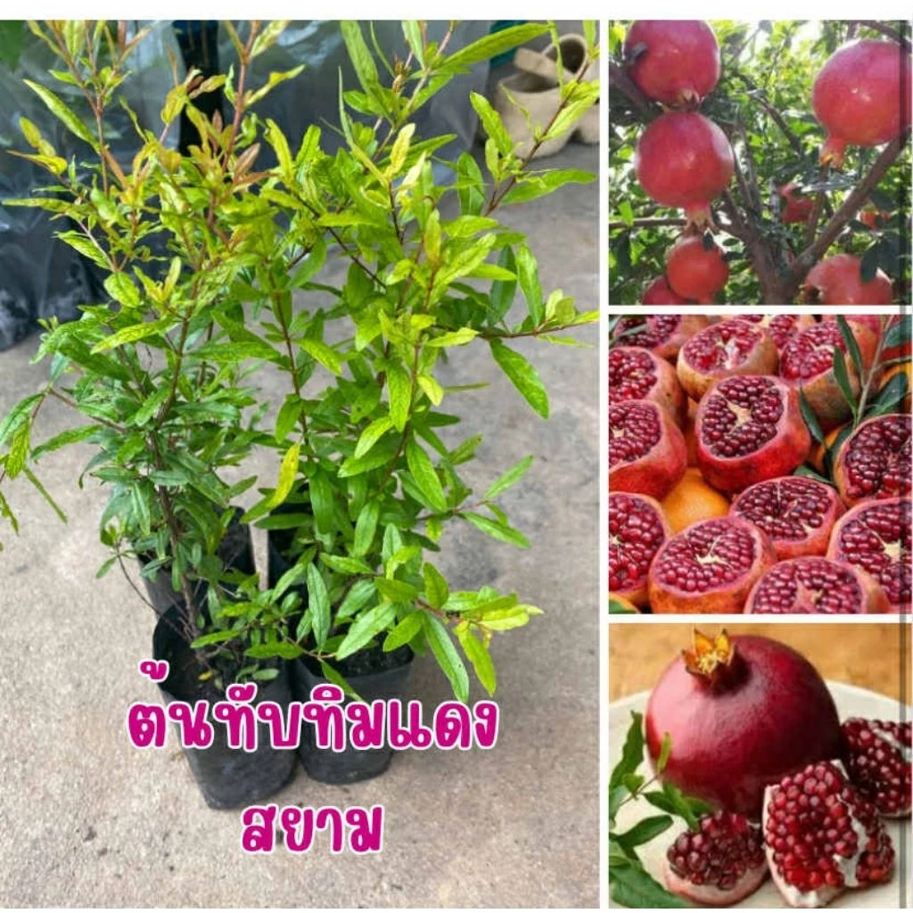 🍎✨ ต้นทับทิมแดงสยาม ✨🍎📌 ชุดละ 4 ต้น 80 บาท พร้อมส่ง🚚💨