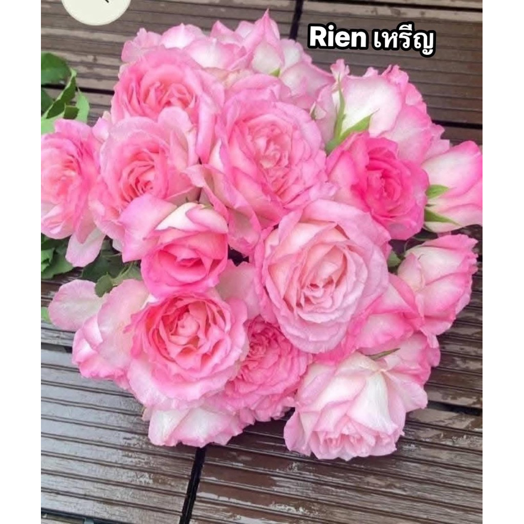 กุหลาบเลื้อย-เหรียญ Rien  ดอกห้อย หอมแรง สีชมพู-ชมพูขอบชมพูเข้ม เลี้ยงง่าย
