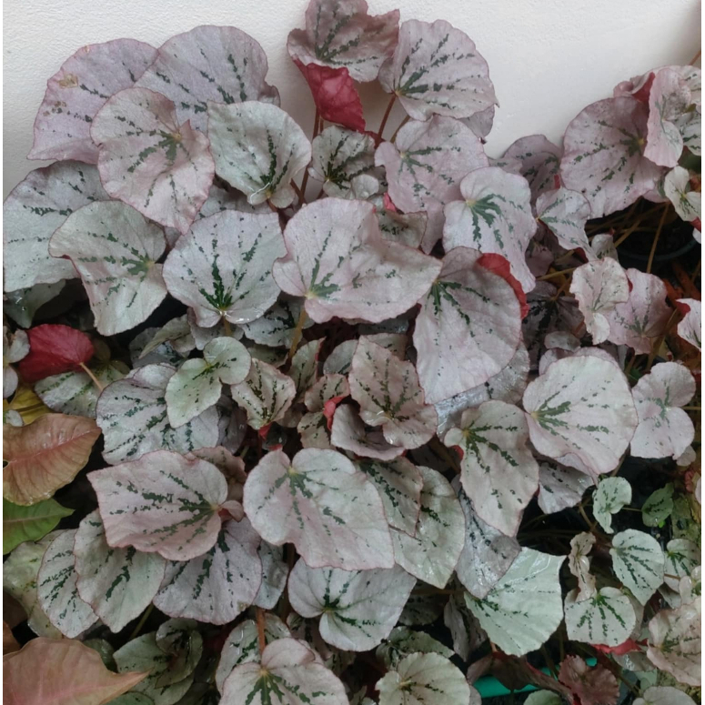 ต้นบีโกเนียเร็กซ์( Begonia  Rex ) กระถาง 4 นิ้ว
