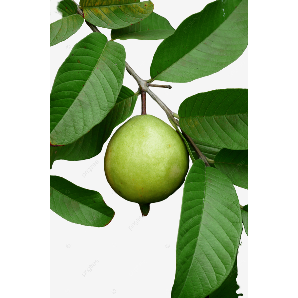 ต้นกล้า ฝรั่งขี้นก ใส้แดง  ฝรั่งขี้นกไส้ชมพู ต้นกล้าละ 12  บาท  Red Guava or  Pink guava