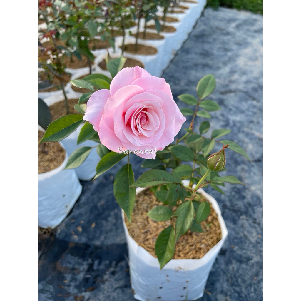 กุหลาบอาวเออร์ เลดี้ ออฟ กัวดาลูป(Our Lady of Guadalupe) สีชมพูดอกดก ออกดอกตลอดทั้งปี - รูปที่ 3