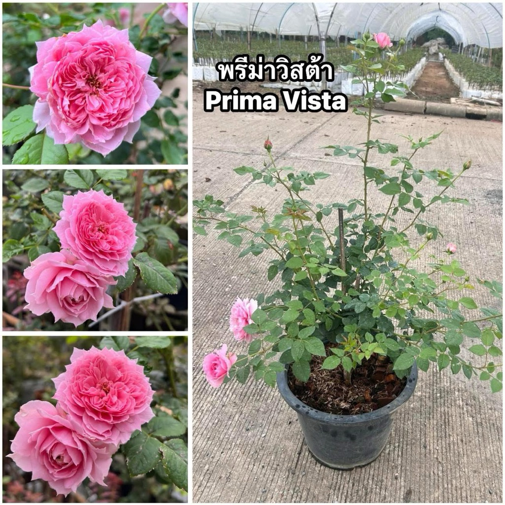 กุหลาบ-พรีม่าวิสต้า Prima Vista (กระถาง 12 นิ้ว)  สีชมพู หอมแรง เลี้ยงง่าย