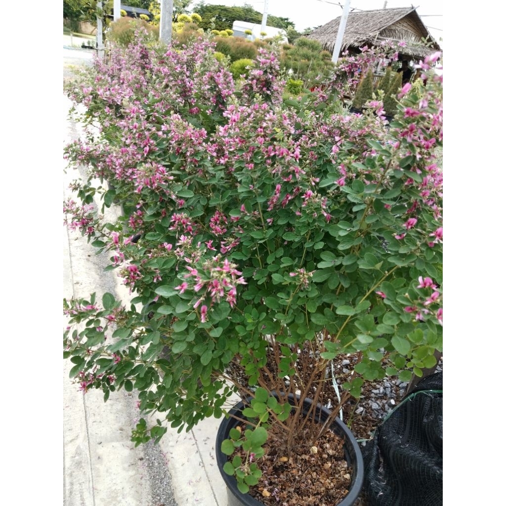 นีออนฟิลิปปินส์  Leucophyllum frutescens หรือ Ash bush หรือ Purple sage, - รูปที่ 5