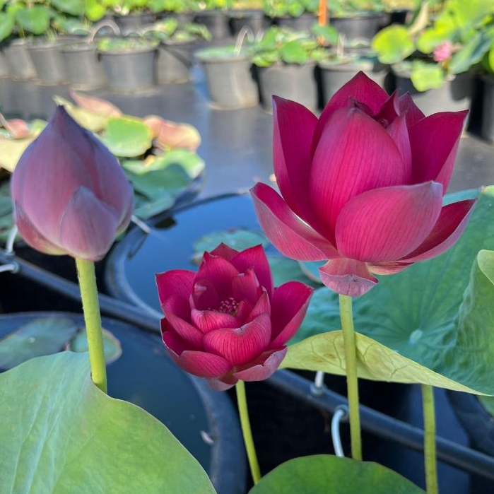 เมล็ดบัว สายพันธุ์ไทยลูกผสม สีแดง 5 เมล็ด
