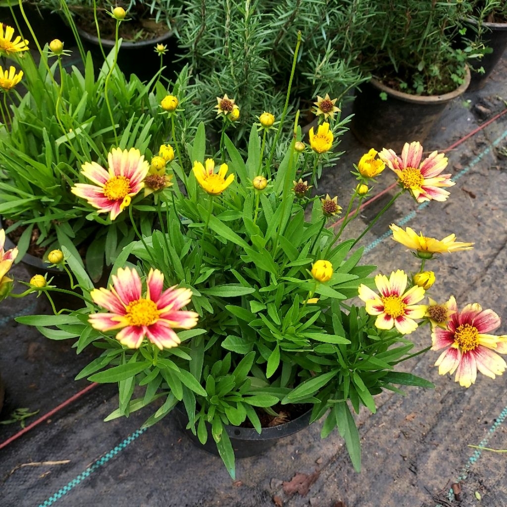 จันทร์ฉาย (Coreopsis)คอรีออปซิส