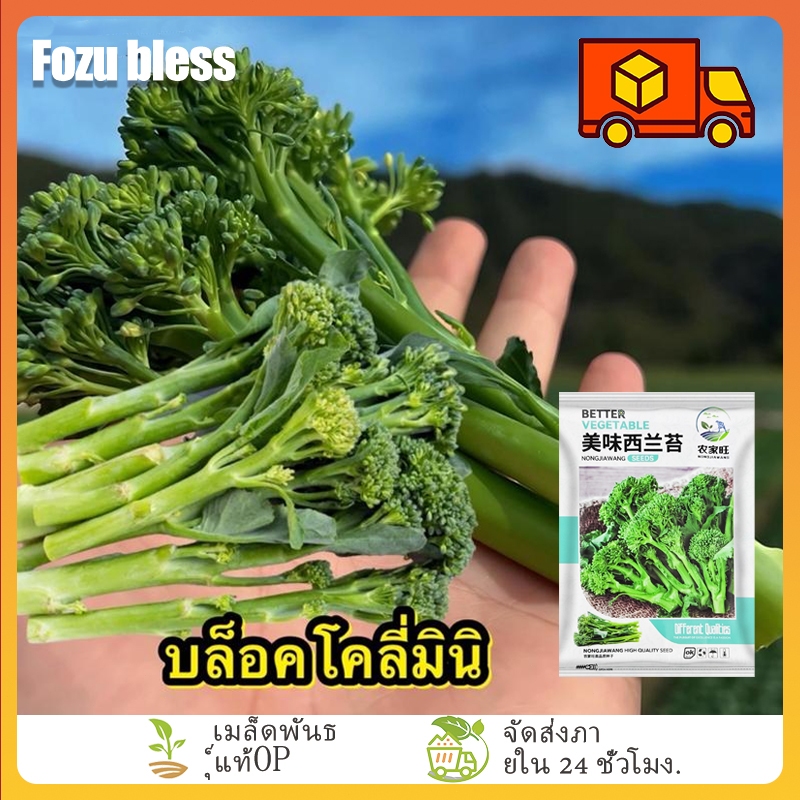 ซื้อ 5 แถม 5 มินิบล็อคโคลี่ ซองละ400เมล็ด เมล็ดพันธุ์ราคาถูก เมล็ดพันธุ์ออร์แกนิค เมล็ดพันธุ์หายาก เมล็ดพันธุ์นำเข้า