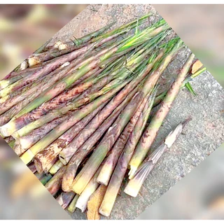 หน่อฮวก บรรจุถุง นึ่งสุก พร้อมทาน (หน่อ4ถุง 2กิโล 100บาท) (เขี่ยน1ถุง50บาท) หน่อไม้ฮวก ฟรีค่าจัดส่ง(ใช้โค้ดส่วนลด)