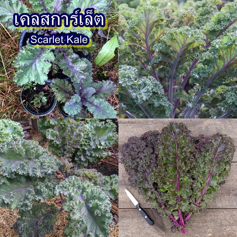 60+ เมล็ด เมล็ดเคลสการ์เล็ต (ปลูกง่าย รสชาติหวานและมัน เป็นเคลสีม่วงขอบใบหงิก สีเข้มกว่า Red Russian Kale นิดหน่อย)