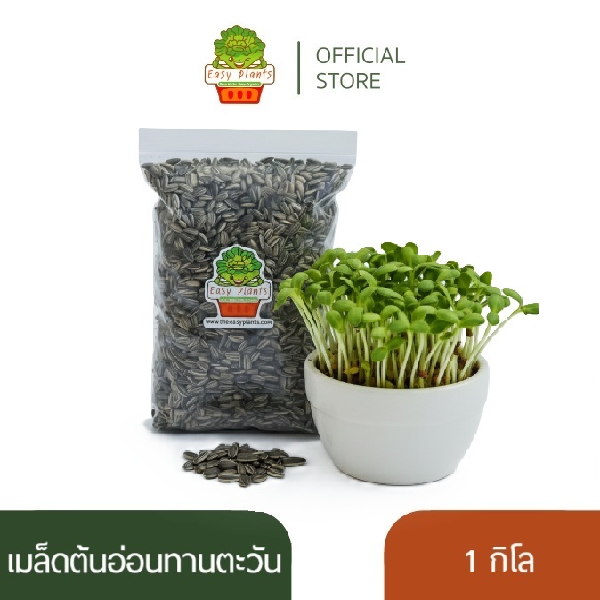 เมล็ดต้นอ่อนทานตะวัน สำหรับเพาะต้นอ่อน เมล็ดลายไทย งอก 95% Thai Sunflower Microgreen